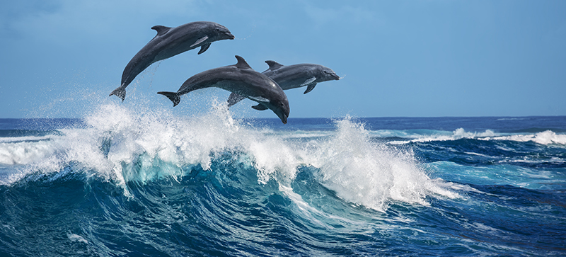 Dolphin Spotting Tour